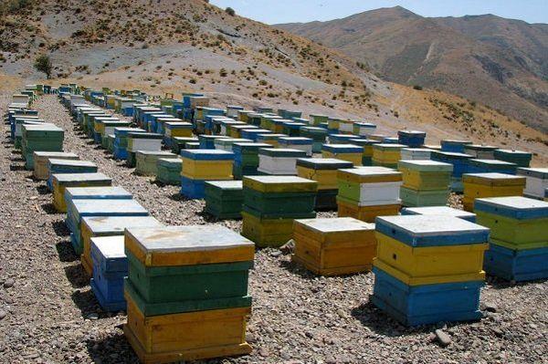 شروع سرشماری کلنی های زنبور عسل در خرامه