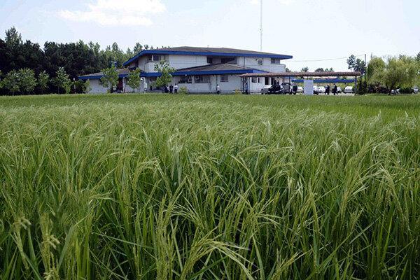 جولان پول های سرگردان در زمین های غرب مازندران